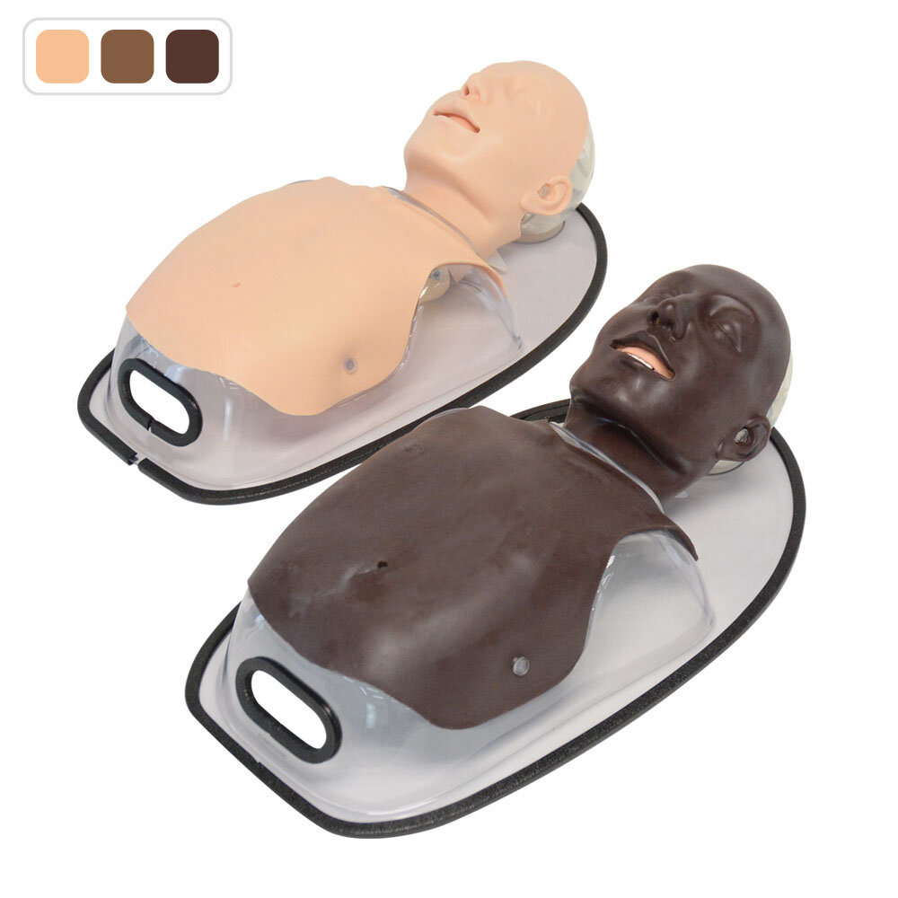 Two torso manikins of differing skin tone and clear base stands